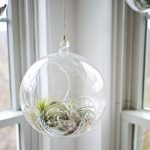 エアプランツ(チランジア)枯れたかどうかの見分け方と復活させる方法