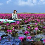 世界ふしぎ発見のフォトジェニック対決の睡蓮の湖がピンクで綺麗!写真や正式名称 紅い睡蓮の海(タレー・ブア・デーン/正式名:ノーンハーン)